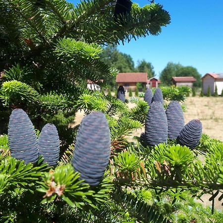 Paeevatalu Camping Hotel Vilusi Kültér fotó