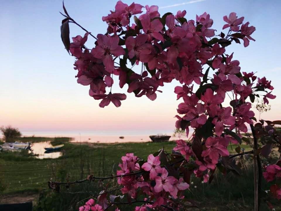 Paeevatalu Camping Hotel Vilusi Kültér fotó